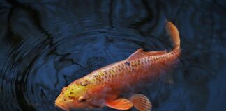 Jaka żyłka na karpia 15 kg? Jaka żyłka na karpia 15 kg?