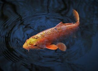 Jaka żyłka na karpia 15 kg?