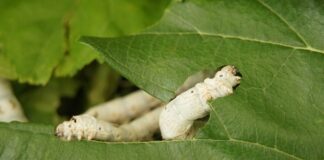 Co to liofilizowane słodycze?