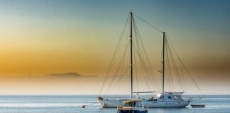 Co lepsze indyk czy kurczak? Co lepsze indyk czy kurczak?