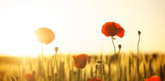 Jaka jest najlepsza mąka do naleśników?