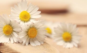 Jak samemu obliczyć PPM? Jak samemu obliczyć PPM?