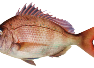 Jaka gruba żyłka na leszcza?