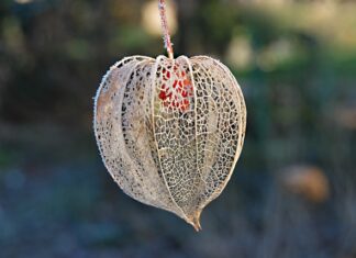 Jakie właściwości ma miechunka?