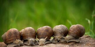 Czy ślimaki słyszą? Czy ślimaki słyszą?