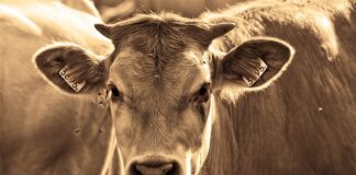 Jak wiązać muchy wędkarskie? Jak wiązać muchy wędkarskie?