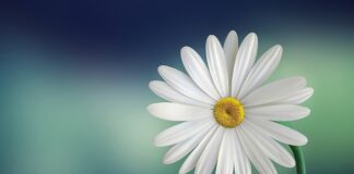 Kiedy biała muszka? Kiedy biała muszka?