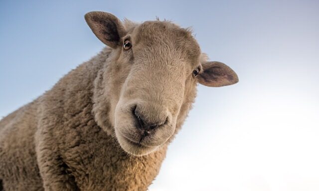 Jaka wełna się nie mechaci?