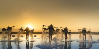 Czy sól niszczy rośliny w akwarium?