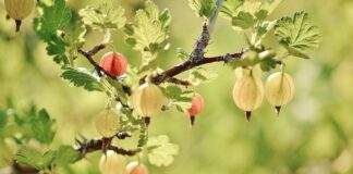 Jak wygląda krzew rodzynki? Jak wygląda krzew rodzynki?