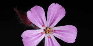 Czy herbatą pomaga na śmierdzące buty? Czy herbatą pomaga na śmierdzące buty?