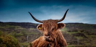 Ile melasy na krowę?