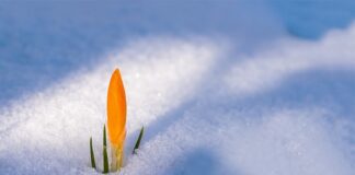 Czy trzeba mieć 18 lat żeby przebić uszy? Czy trzeba mieć 18 lat żeby przebić uszy?