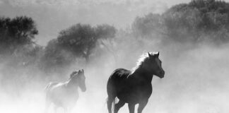 Czy można palić sama melasę?