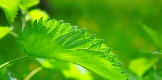 Co wypłukuje Pokrzywa z organizmu?