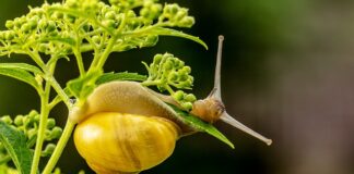 Co się stanie gdy ślimakowi pęknie skorupa?