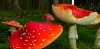 Czy mucha je kupy? Czy mucha je kupy?