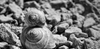 Ile sztuk ślimaków wchodzi na tonę?