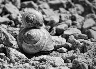 Ile sztuk ślimaków wchodzi na tonę?