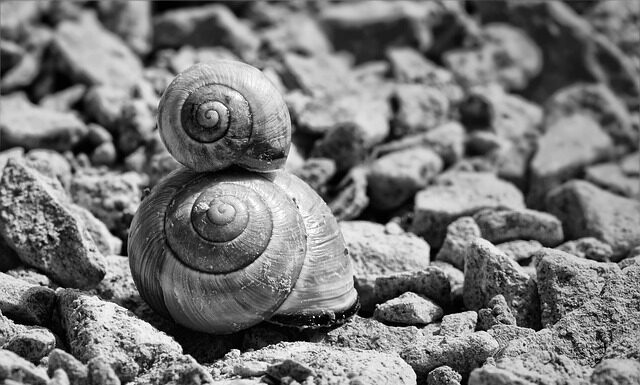 Ile sztuk ślimaków wchodzi na tonę?