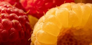 Co to jest Złota Jagoda? Co to jest Złota Jagoda?