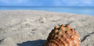 Czy w małżach są perły?