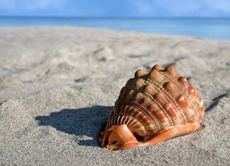 Czy w małżach są perły?