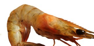 Dlaczego homar jest taki drogi?