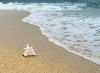 Z czego zbudowane są skorupiaki?