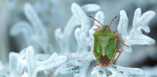 Jak pozbyć się smrodu z butów sportowych? Jak pozbyć się smrodu z butów sportowych?