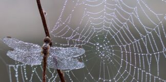 Jak zrobić pułapkę na muszki? Jak zrobić pułapkę na muszki?