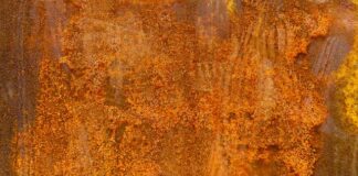 Co jest bogate w żelazo?