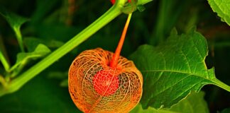 Jak sadzić Physalis? Jak sadzić Physalis?