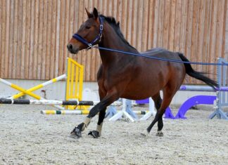 Jaka włóczka na getry?