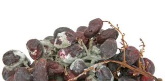 Jak zdezynfekować obuwie?