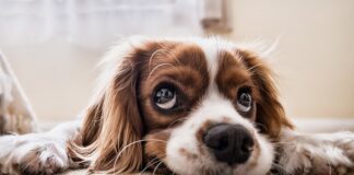 Jak przypiąć psa pasami?