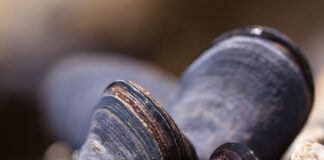 Co jest cechą charakterystyczną mięczaków?