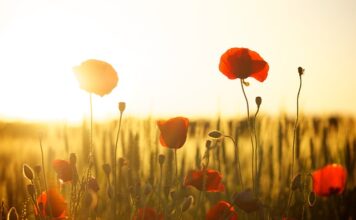 Czy mąka 500 nadaje się na chleb? Czy mąka 500 nadaje się na chleb?