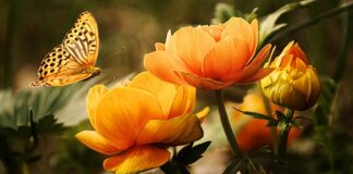 Jaki owad ma 6 skrzydeł? Jaki owad ma 6 skrzydeł?