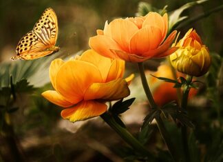 Jaki owad ma 6 skrzydeł?