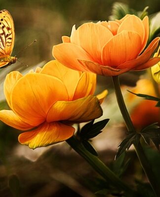 Jaki owad ma 6 skrzydeł? Jaki owad ma 6 skrzydeł?