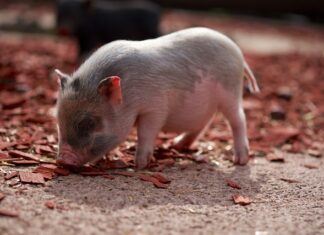 Która część świni jest lepsza? Która część świni jest lepsza?